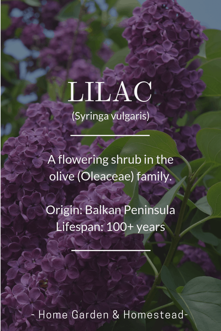 favorite fun flower facts - lilac