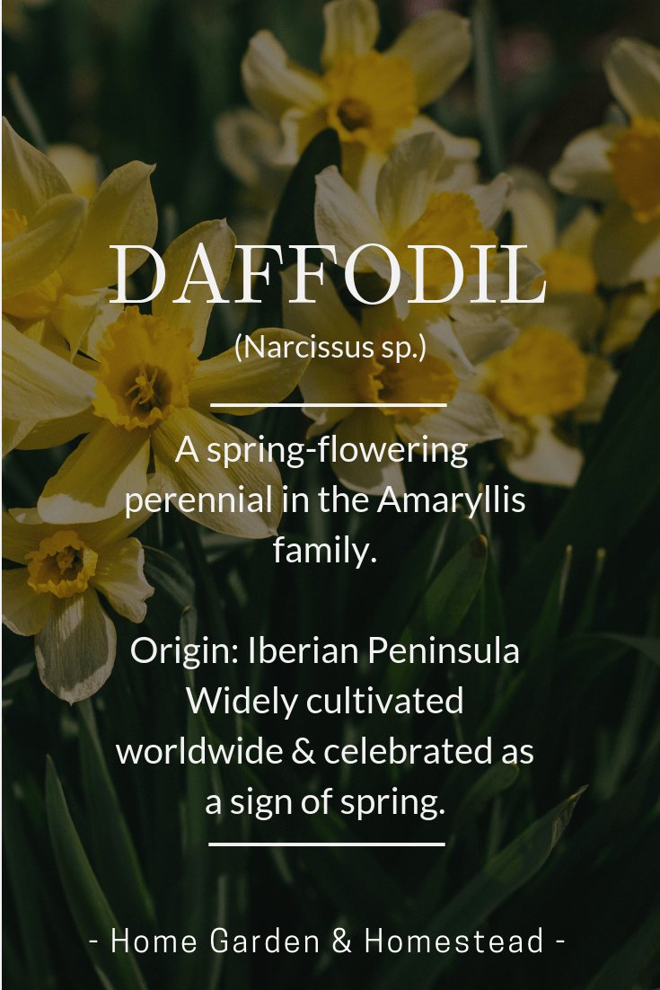 favorite fun flower facts - daffodil