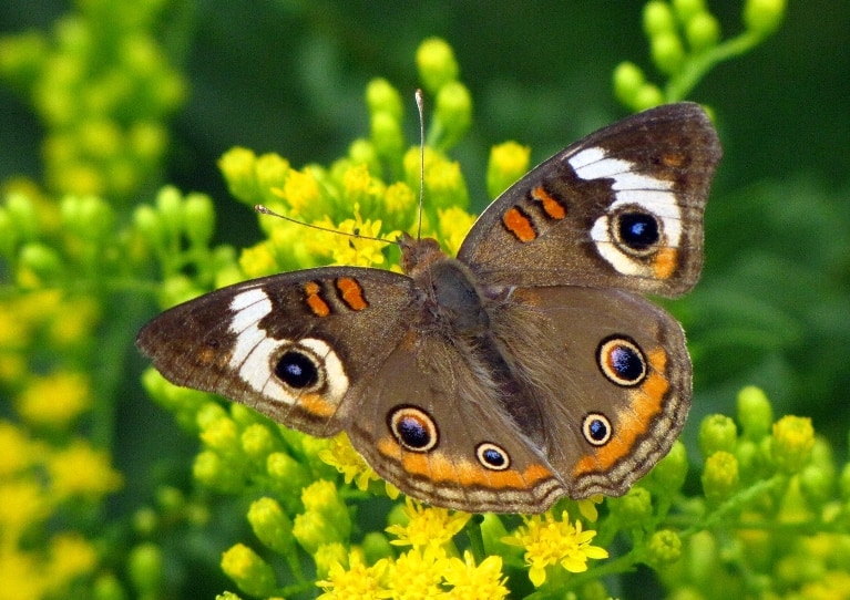 attract butterflies to your garden like this common buckeye butterfly