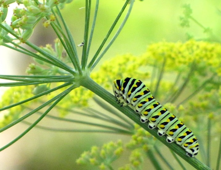 attract butterflies to your garden and butterfly caterpillars too