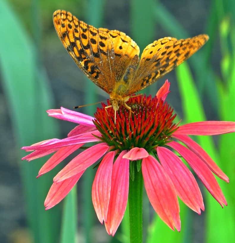 attract butterflies to your garden like this fritillary butterfly