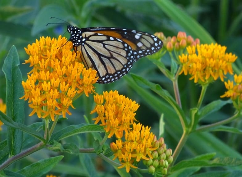 attract butterflies to your garden like this monarch butterfly