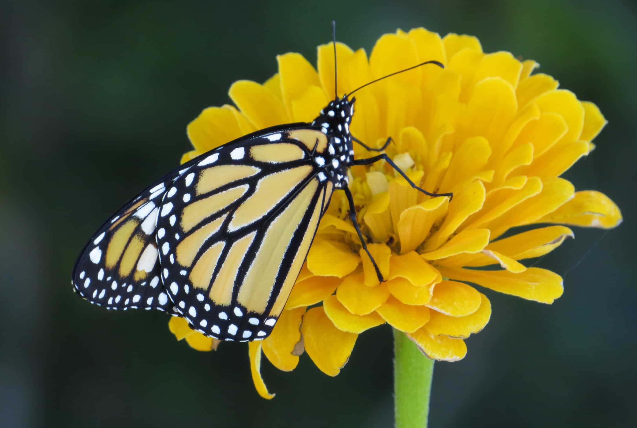 attract butterflies to your garden like this monarch butterfly