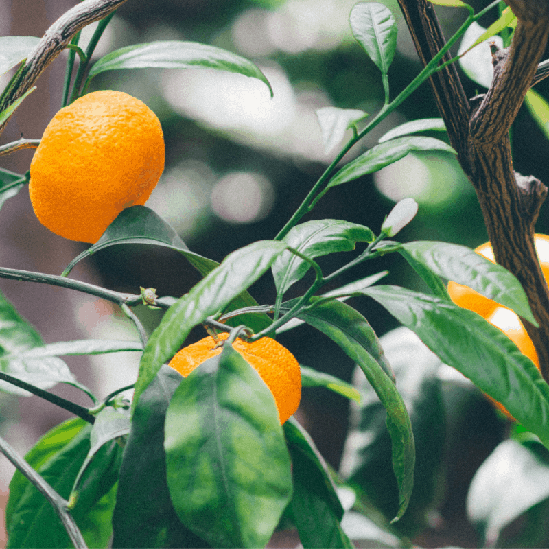 orange trees are perfect patio fruit trees