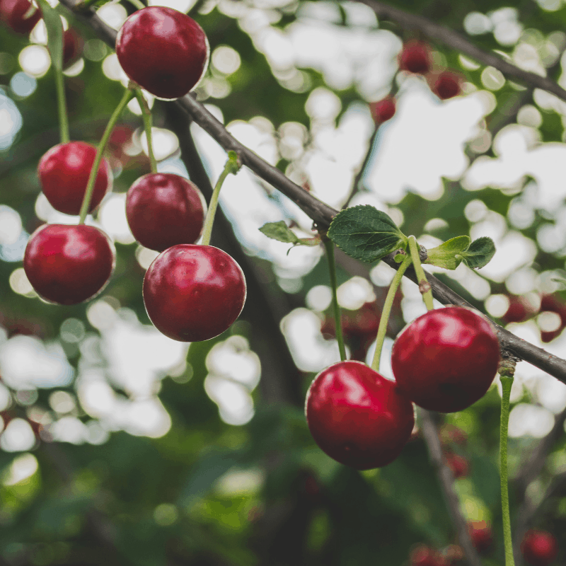 cherry trees are perfect patio fruit trees