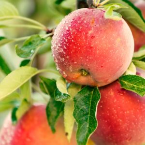 fresh apples on a backyard apple tree are delicious fruits