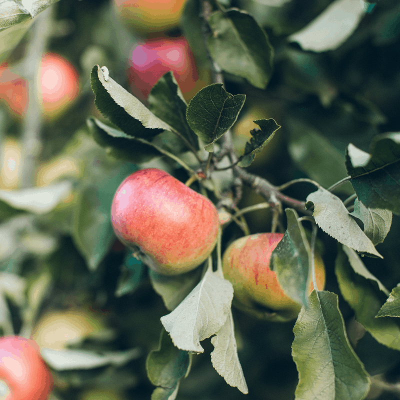 patio apple fruit tree