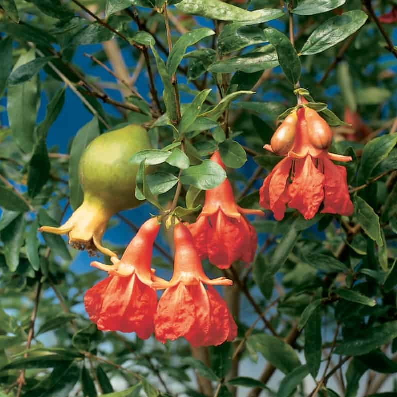 patio fruit tree dwarf pomegranate