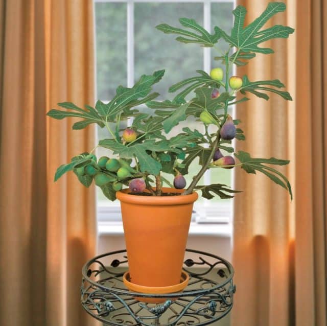 7 Perfect Patio Fruit Trees for Small Spaces HG&H