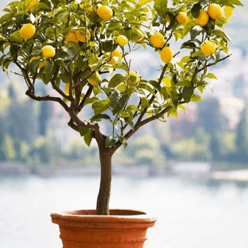 patio fruit tree dwarf meyer lemon tree