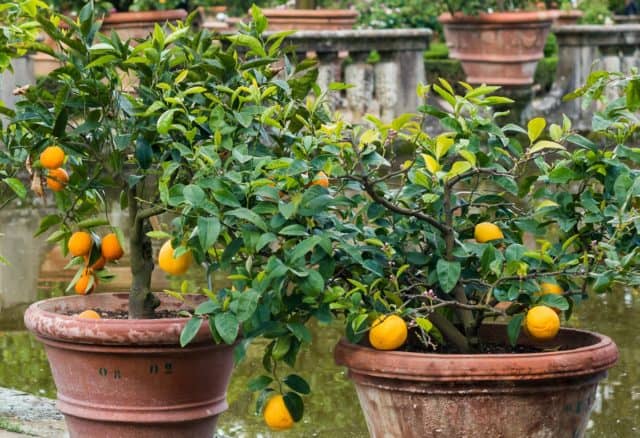 patio fruit trees like these dwarf orange trees can be grown almost anywhere