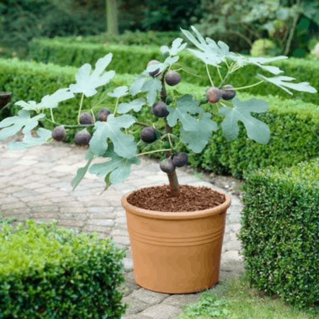 7 Perfect Patio Fruit Trees for Small Spaces HG&H