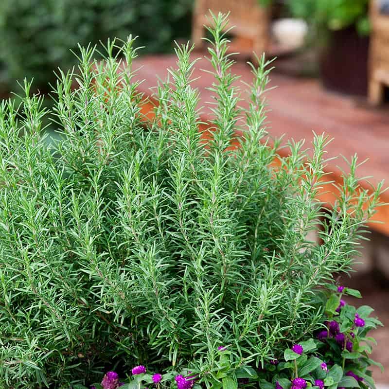 rosemary is a dog-friendly plant for your garden