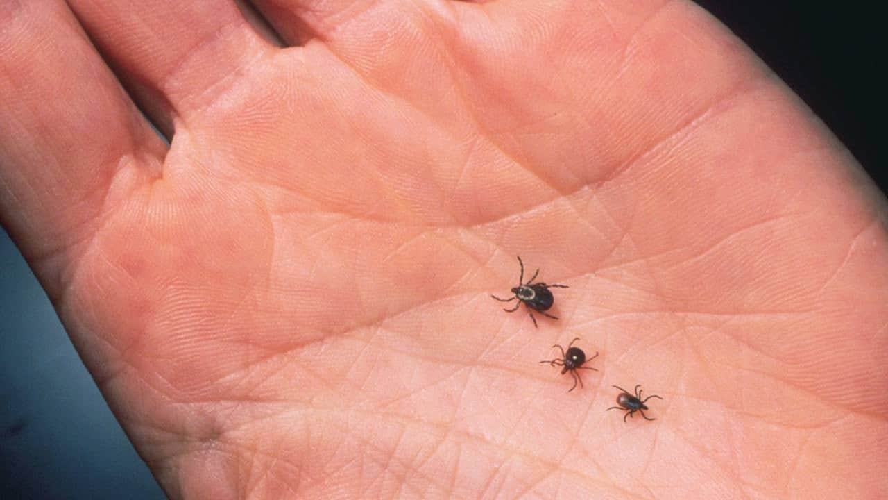 how to get rid of ticks like these shown on the palm of a hand