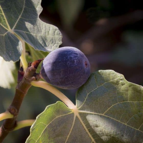 Chicago Hardy is tropical-looking fig tree that grows in colder climates