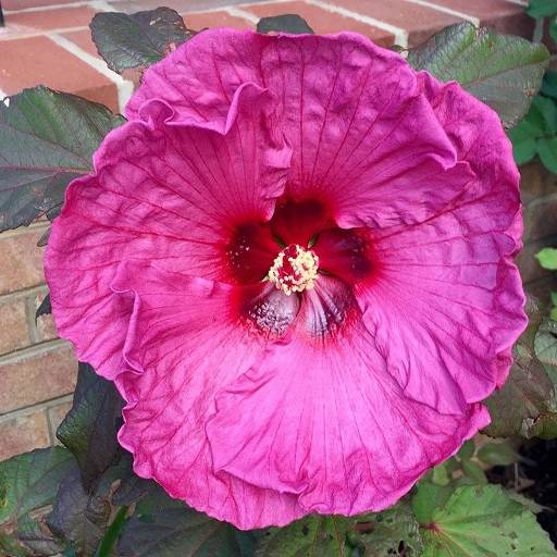 cold hardy tropical plants plum crazy hibiscus