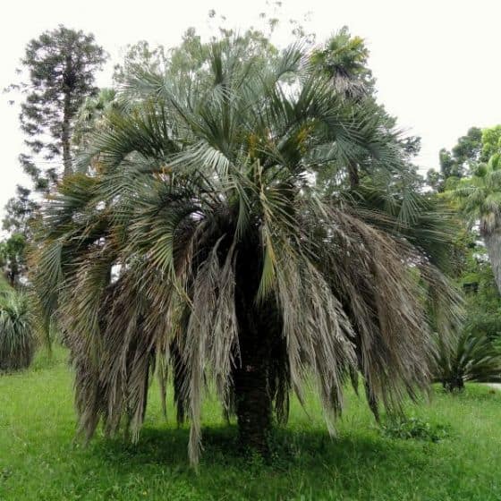 cold hardy tropical plant jelly palm tree