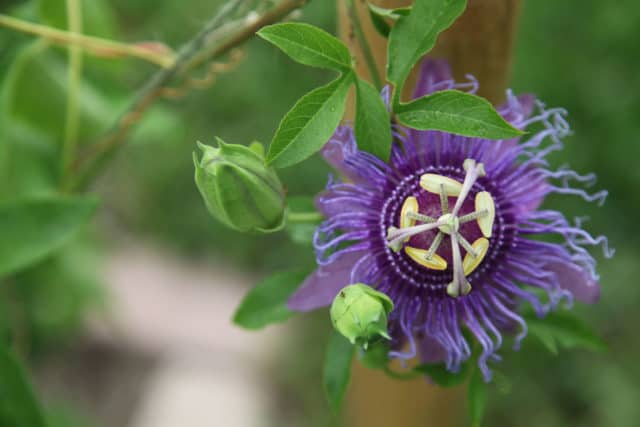 cold hardy tropical plants for cooler climates include the maypop