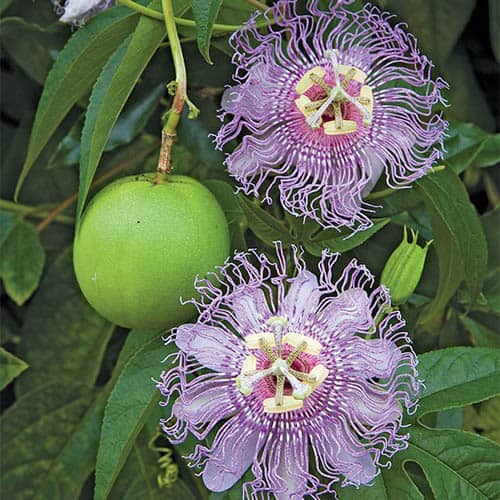 maypop is a cold hardy tropical plant related to passion flowers