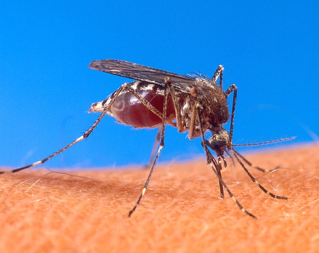 mosquitoes like this Aedes aegypti spread diseases