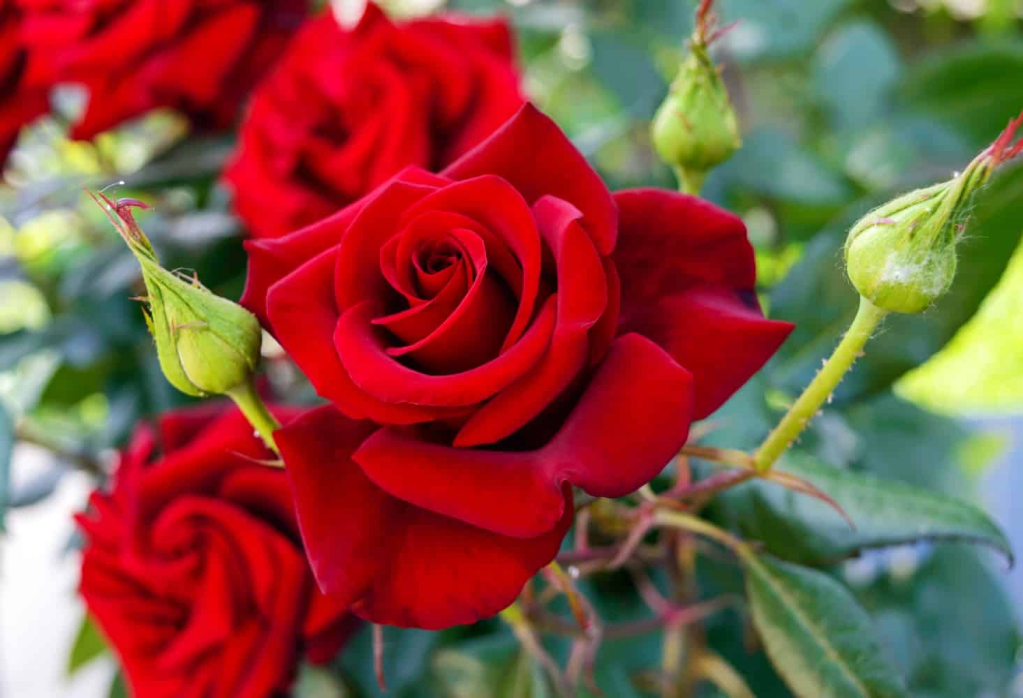 Why Red Roses Are Associated with Romance and Love