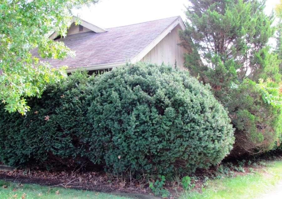 overgrown trees and shrubs hide a one-story home