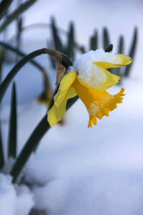 Rijnveld’s Early Sensation is an early blooming daffodil