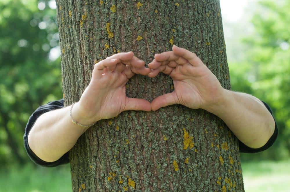gardening lessons learned by hugging a tree