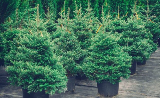 Living Christmas trees are available at plant nurseries.