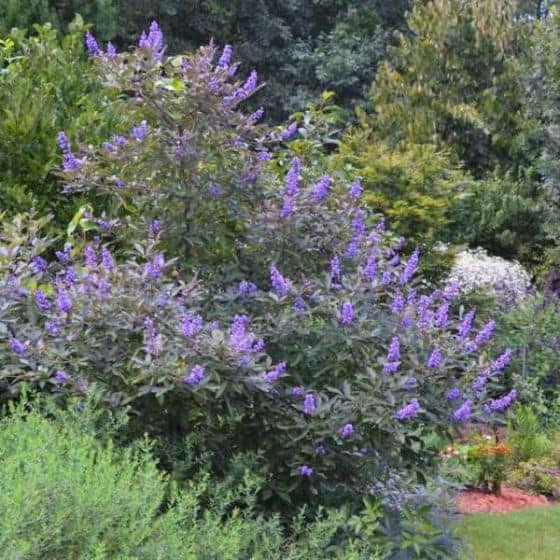The Flip Side Chaste Tree has blue flowers in the summer