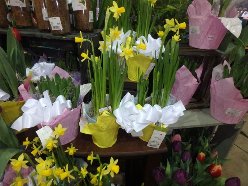 holiday gift plants include spring blooming bulbs