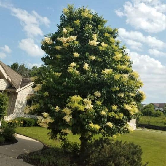 Best Trees For Small Yards Home Garden And Homestead