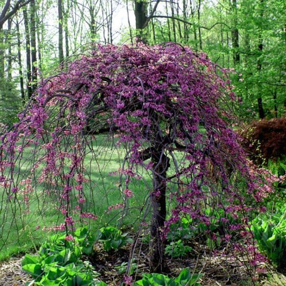 A lavender twist weeping redbud tree is one of the best trees for small yards