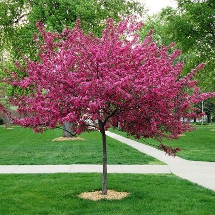 Royal Raindrops Crabapple tree in flower