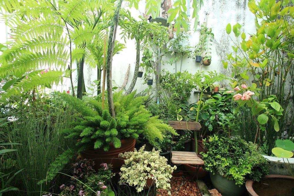 small garden with lots of green plants in containers