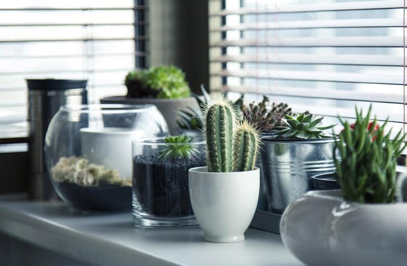 Succulents and cacti make great houseplants
