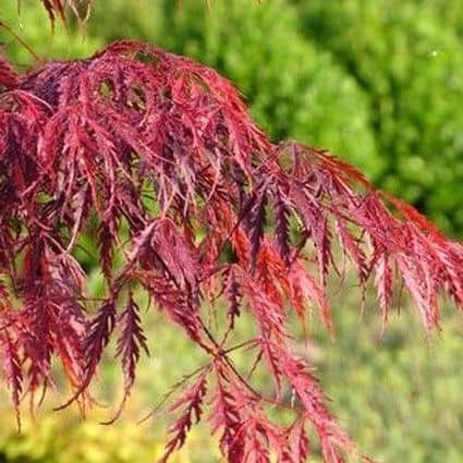 Best trees for small yards includes tamukeyama japanese maple tree