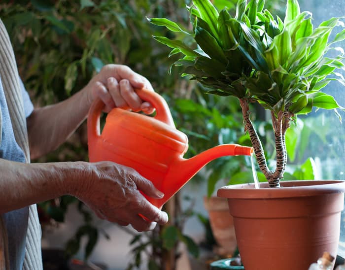 How to take care of holiday gift plants includes proper watering.
