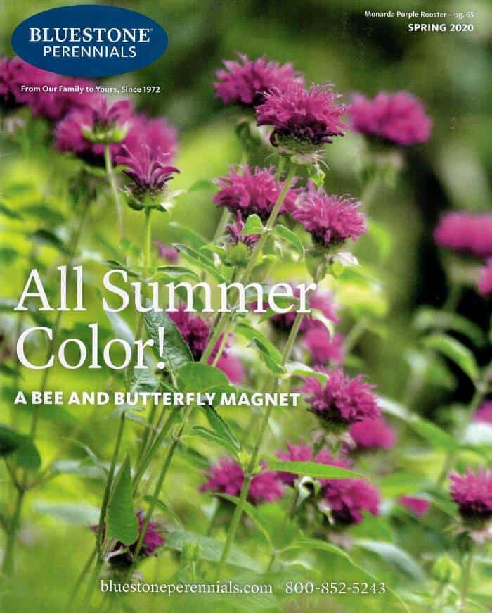 bluestone perennials garden catalog 2020