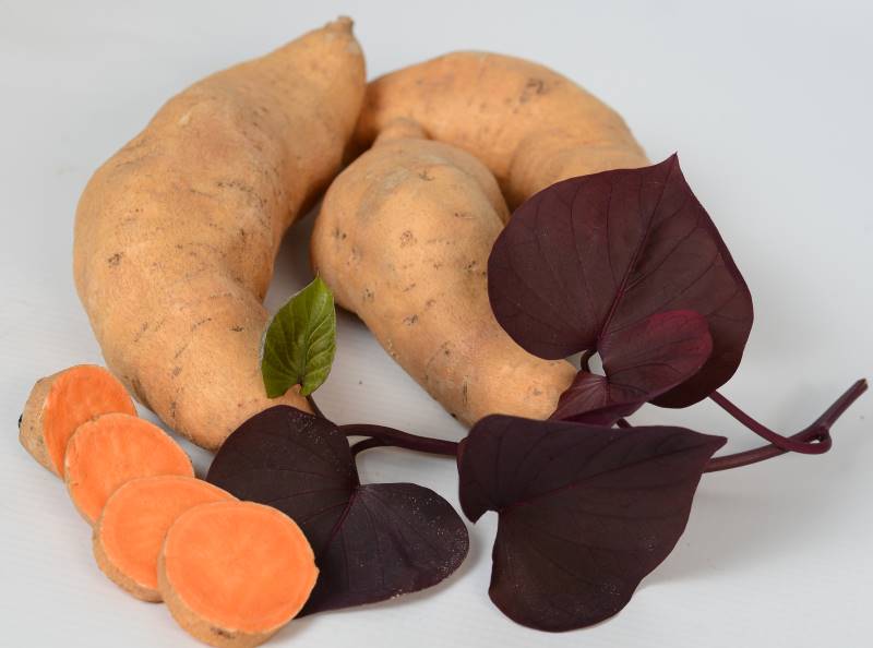 Best new vegetable seeds and plants include Treasure Island 'Kaukura' sweet potatoes
