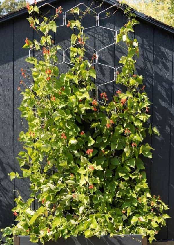 vertex wall trellis is great for vines and vining plants