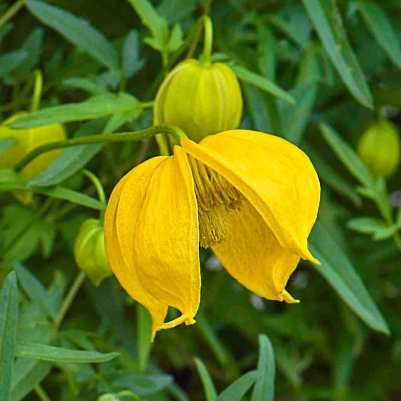 clematis kaska blooms in yellow flowers in the summer