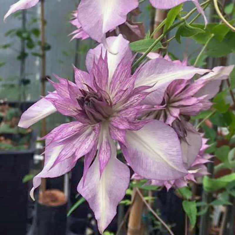Clematis Lady Kyoto overcomes the myths that clematis plants are hard to grow