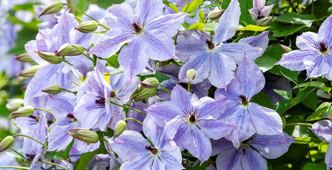 Debunking Clematis Myths Home Garden And Homestead