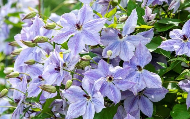 Clematis Skyfall is easy to grow if you ignore the clematis myths