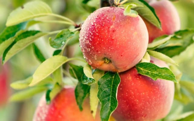 apples on an apple tree