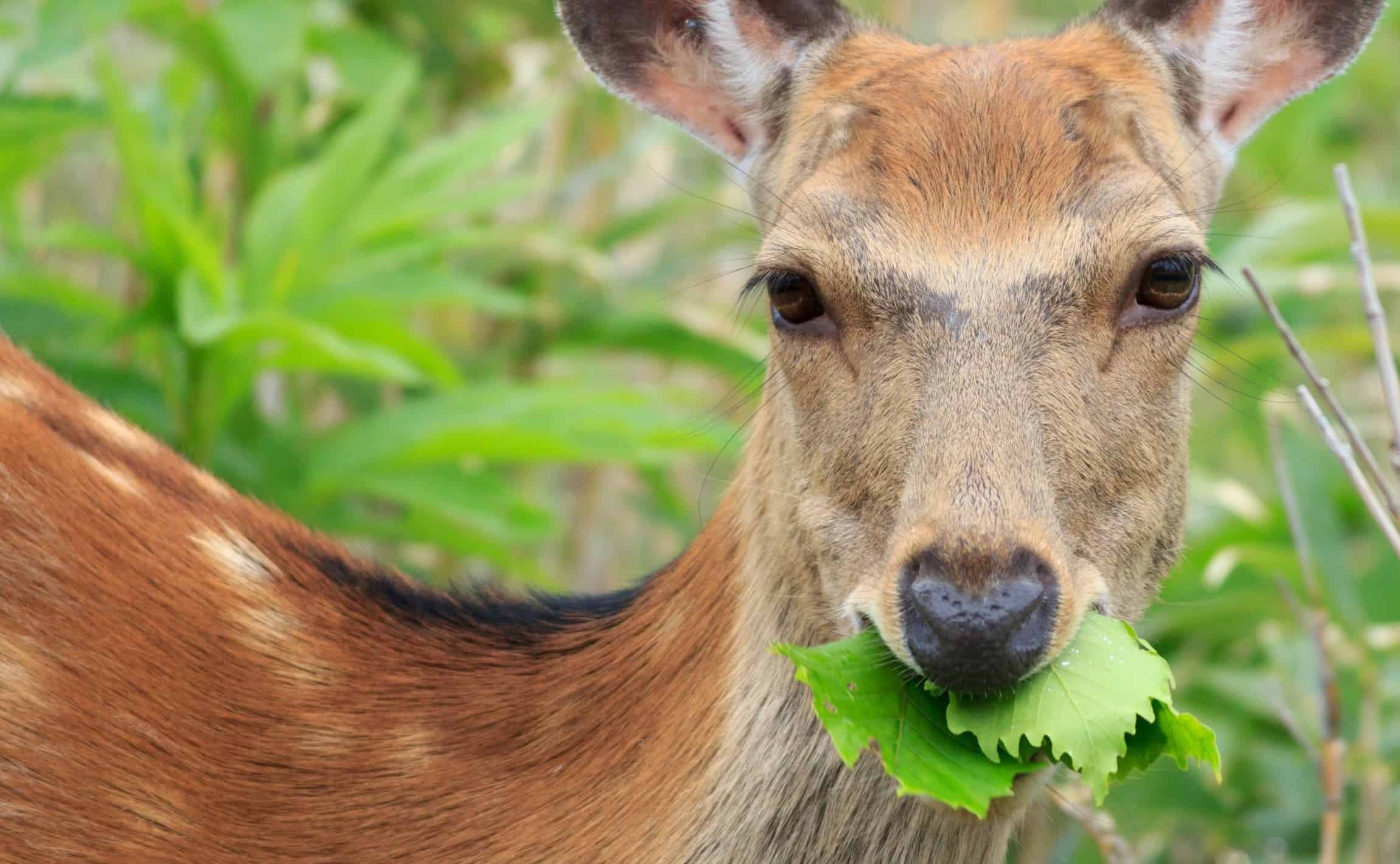 keep deer from eating plants with proven deer repellent products