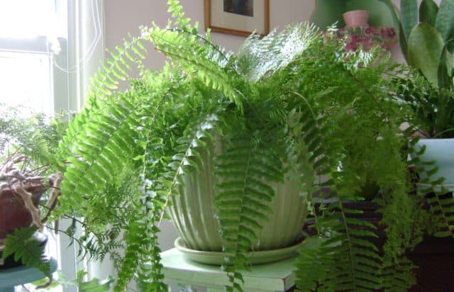 Favorite houseplants include Boston ferns
