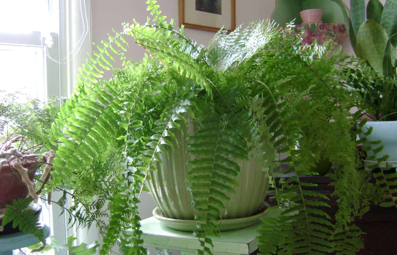 Lessons Learned from My Favorite Houseplants