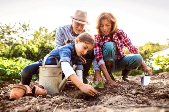 grandparents and granddaughter planting in a garden